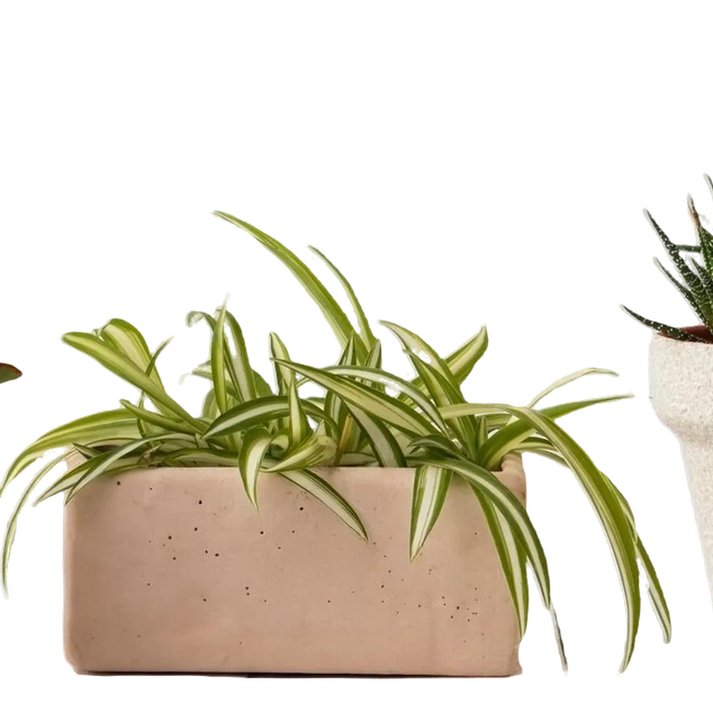 کود کشاورزی